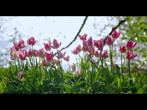 Tulip Flowers 🌷blooming by the lake 🎐