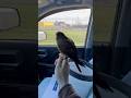 American Kestrel falcon gets her face grabbed by an invasive European Starling!
