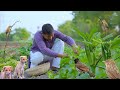 Relax In Rain With ASMR Indian Village Cooking
