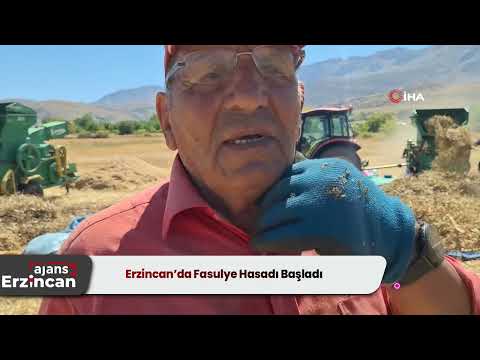 Erzincan’da Fasulye Hasadı Başladı