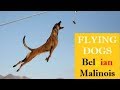 SUPERPOWER DOG ⭐️ EXTREME MALINOIS Dogs ⭐️JUMPING Belgian Shepherd🔎 COMPILATION & FACTS