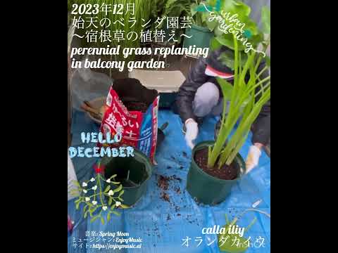 テラスやバルコニーに緑を加えるために、屋外用の大きな鉢に植えられた植物はどれですか?  庭園