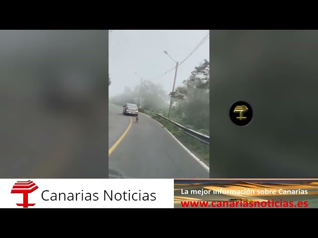 VIDEO ESTREMECEDOR: Perro desesperado persigue al coche que lo dejó tirado en plena carretera