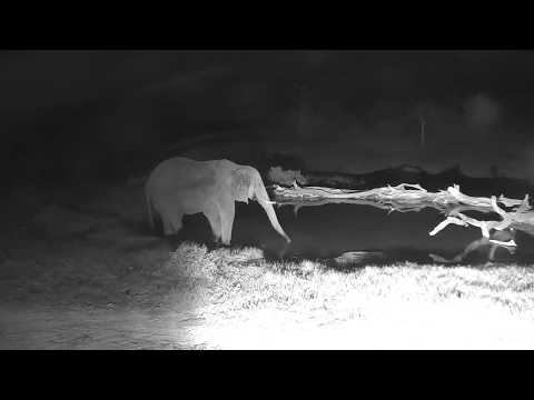 Djuma: Two Elephants enjoying a nice cool evening drink at the pan - 19:45 - 01/22/19
