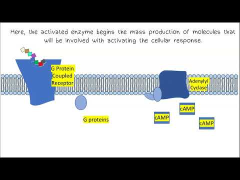 Signal Transduction AP Biology