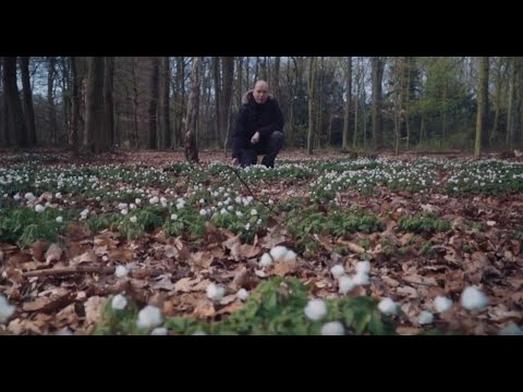 Das Sierichsche Gehölz im Hamburger Stadtpark