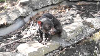 preview picture of video 'Tasmanian Devil - Zoodoo,Tasmania'