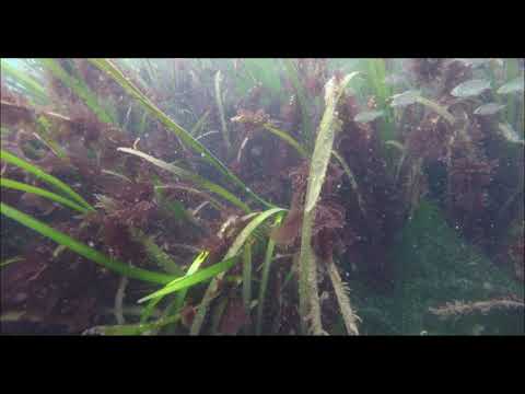 200628 fish in eelgrass