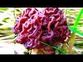 14 BIZARRE Things In Nature