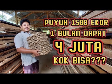 , title : 'Beternak Puyuh Petelur 1500 ekor Menghasilkan Uang Tiap Hari'