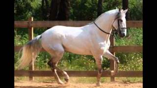 LABERINTO-EL CABALLO DE PEPE