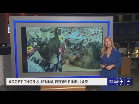 Give Thor & Jenna from Pinellas a fur-ever home! - YouTube