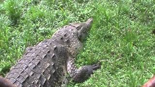 preview picture of video 'Crocodile at Summit Park, Panama'