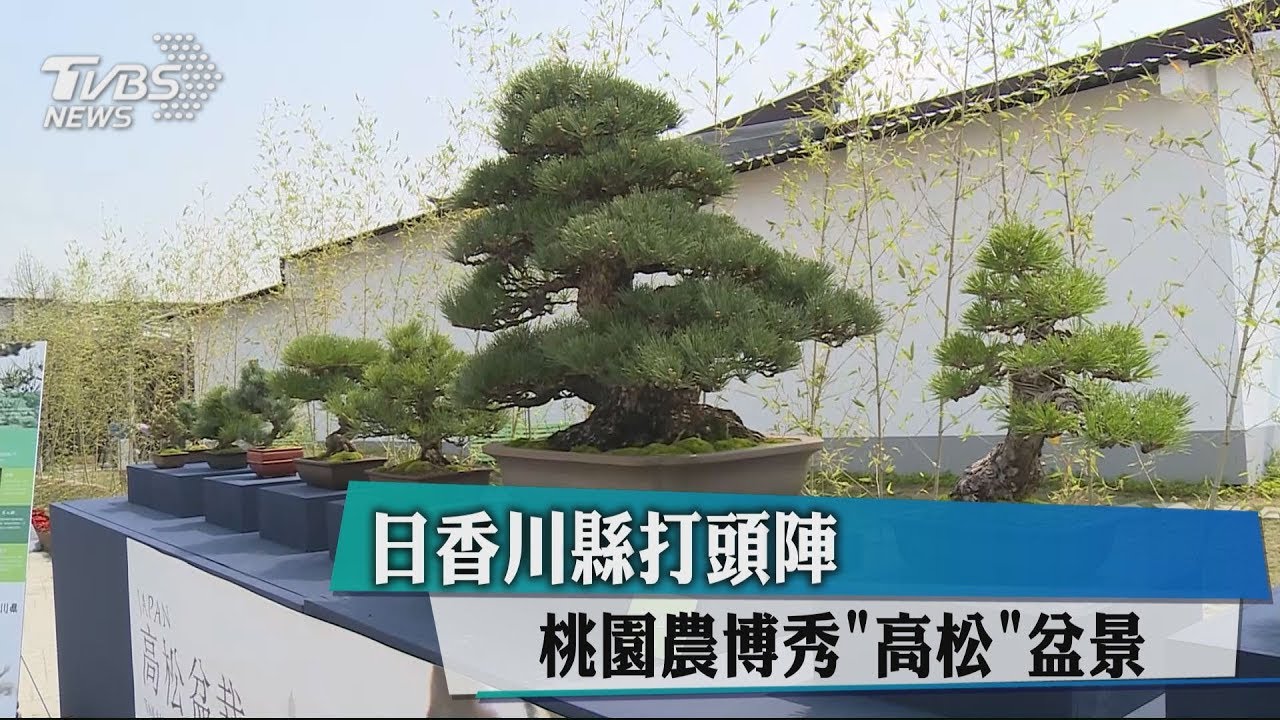日香川縣打頭陣　桃園農博秀「高松」盆景
