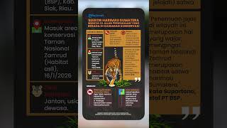 Harimau Sumatera Intai Perusahaan Migas di Kawasan Konservasi
