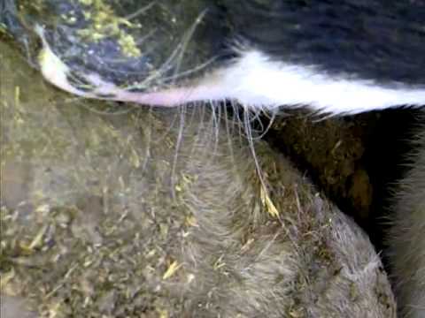 Aunque no lo crean. Una vaca roncando.