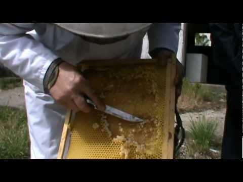 1. Apicultura practica - Rama claditoare in actiune - capcana naturala anti-varoza 1/3