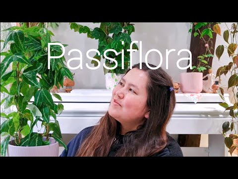 Passiflora Pflege 🌱 | Verlosung Ergebnis 🤩 | Einkaufstipp Sansi 💡