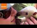 Friendly Baby Anteater Nuzzles Girl's Face ...