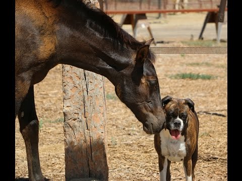 Nobleza de Oro - 2015 PRE Andalusian Filly for Sale