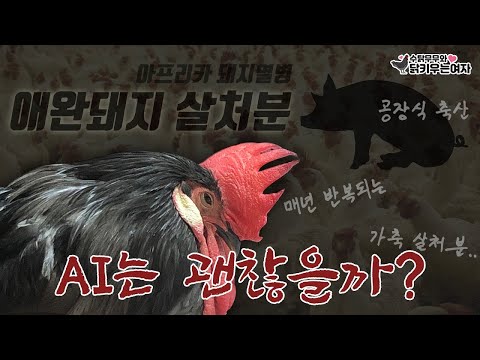 , title : '애완조류 조류독감 살처분 가능성 | 조류인플루엔자 AI [닭키우는여자]'