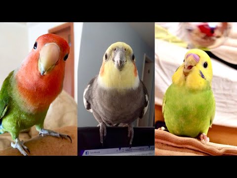 FUNNY AND CUTE PARROTS - TRY NOT TO LAUGH!! ❤️🦜