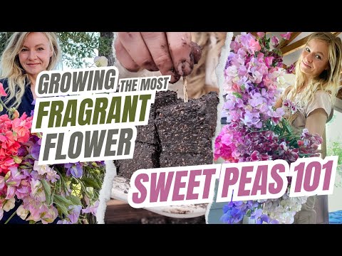 Sweet Peas 101: Growing the most fragrant flower (without seed trays!)