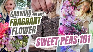 Sweet Peas 101: Growing The Most Fragrant Flower (Without Seed Trays!)