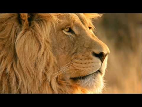 ShakaRoot - Jah Bless This Home