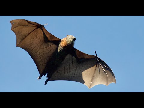 Out of thin air: surveying tropical bat roosts through air ...