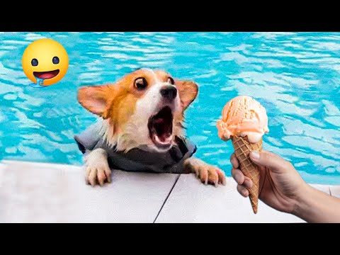 Try Not To Laugh Cats And Dogs Videos 😺🐶  Best Of The 2024 Funny Animal Videos 😁