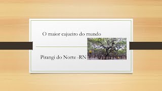 preview picture of video 'O maior cajueiro do Mundo - Pirangi do Norte RN'