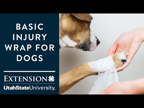 Basic Injury Wrap for Dogs