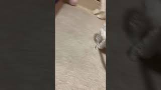 【マルチーズ】ずいぶんとカラフルなマフラーですね #Shorts