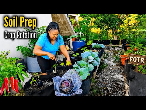 How To Replenish Grow Bags Soil To Rotate Crops Successfully