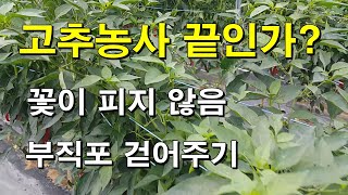 고추 꽃이 피지 않음(이렇게 고추농사 끝인가요?)/부직포 걷어주기