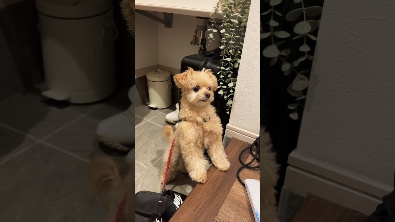 見てはいけないものを見てしまった...   #犬 #ホラー　#ちわぷー #本当にあった怖い話 #幽霊 #ペット #いやし #トイプードル #チワワ #心霊現象