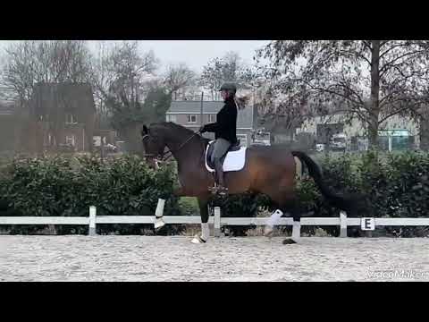 Amateur dressage horse/ junior dressage horse for sale! Gelding, *2014, by Sezuan