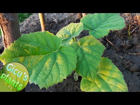 Am primit Paulownia Tomentosa din Romania