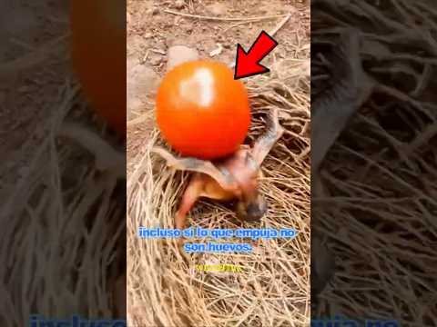 cría al asesino de sus hijos y no lo sabe #shorts #curiosidadesanimales