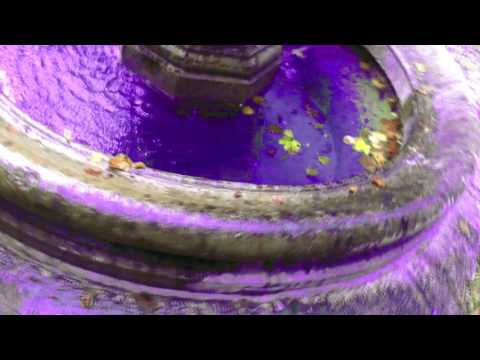 Jeune Ras - Tyrannie