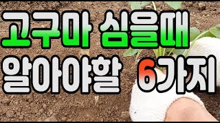 고구마 심을때 꼭 알아야할 6가지