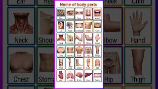 Body parts #body #vocabulary #education #english #shorts #trending