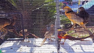 Jedds Bird Supplies- August 2024 Bird Sale