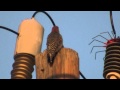 Woodpecker has a bad day