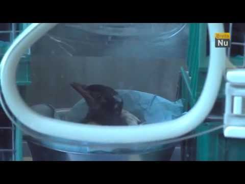 Vacht en Veren aflevering 4: Een dagje bij de vogelopvang