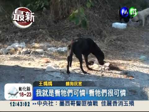 餵流浪狗製造髒亂 婦人被罰1200