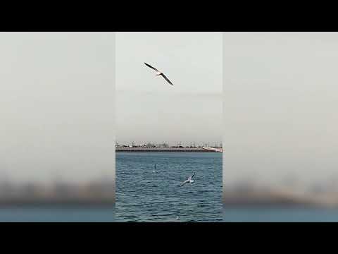 Naziya Mirza Qatar vlog water Beach part 2