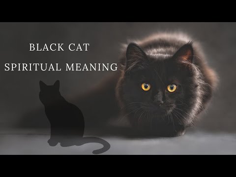 Why You Keep Seeing Black Cats | Black Cat Spiritual Meaning | Spirit Animals