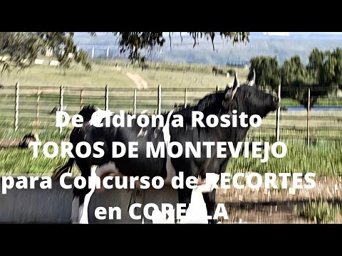 De Cidron a Rosito TOROS DE LIDIA de MONTEVIEJO para Los 16 Mejores Concurso RECORTES en CORELLA
